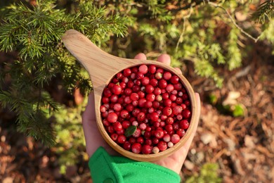 Woman holding cup with tasty lingonberries near spruce tree, top view