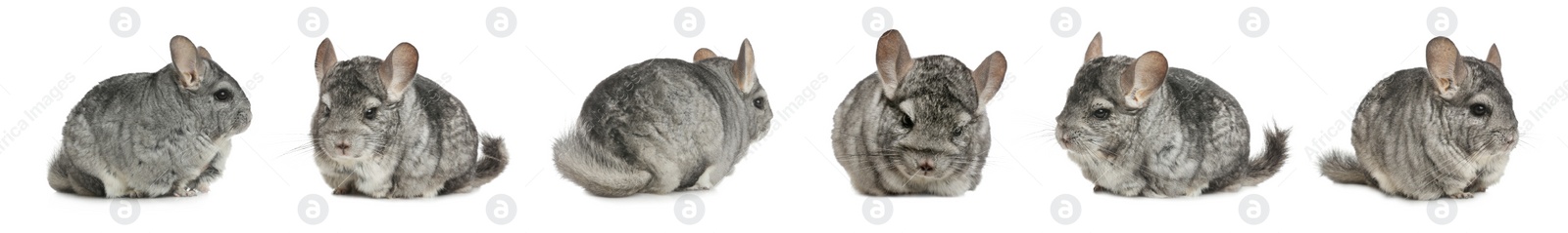 Image of Collage with cute grey chinchillas on white background. Banner design 