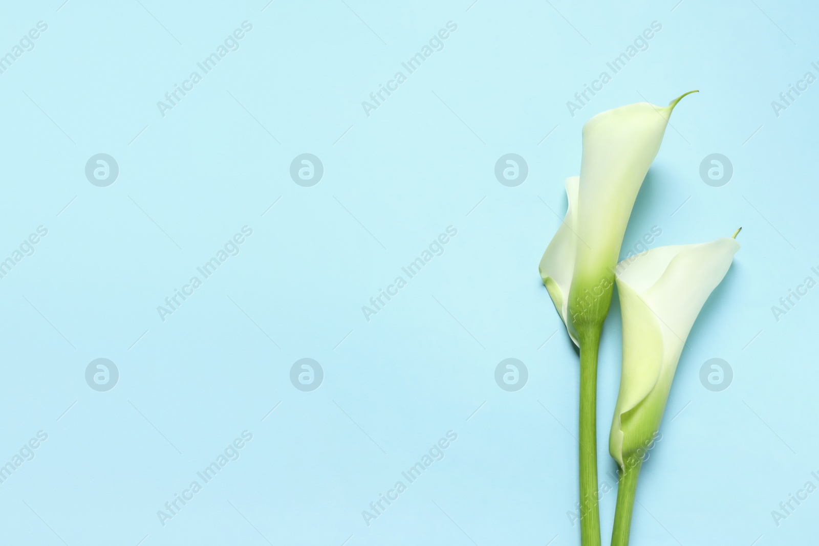 Photo of Beautiful calla lily flowers on light blue background, flat lay. Space for text