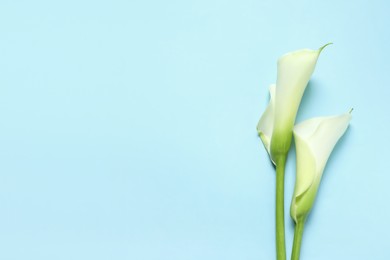 Photo of Beautiful calla lily flowers on light blue background, flat lay. Space for text