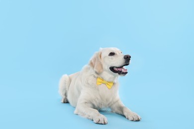 Cute Labrador Retriever with stylish bow tie on light blue background