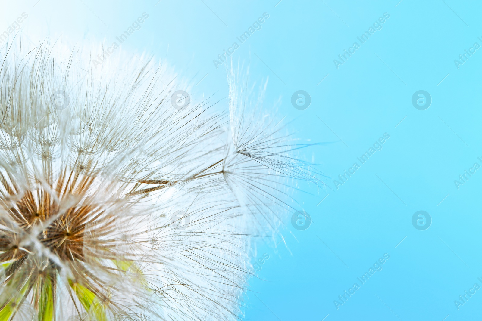 Photo of Dandelion seed head on color background, close up