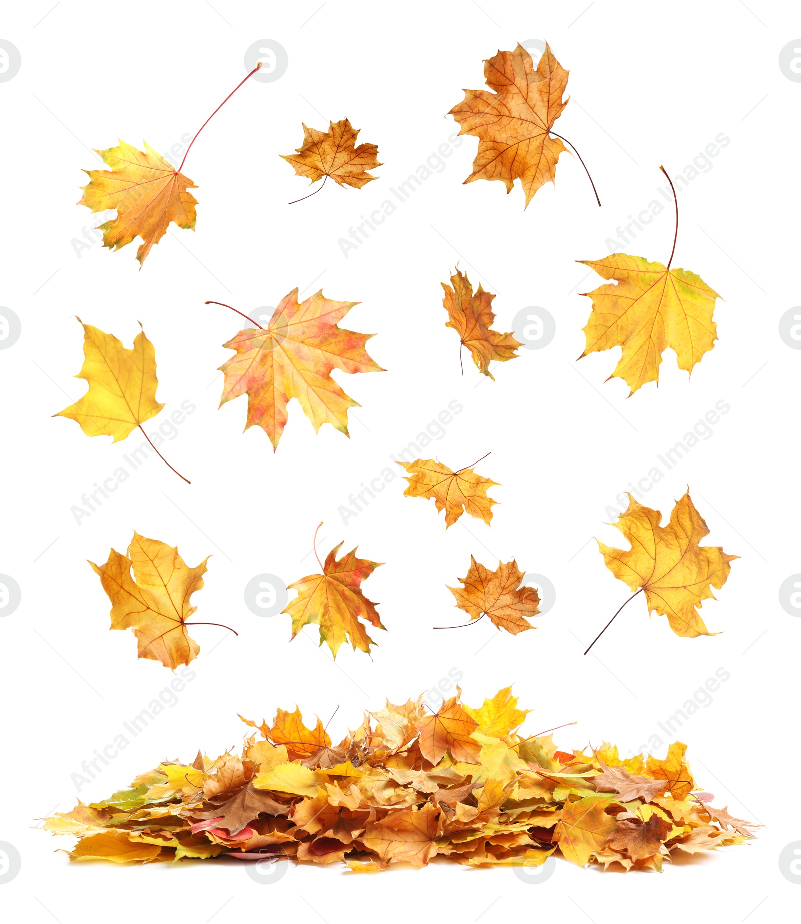 Image of Beautiful autumn leaves falling on white background