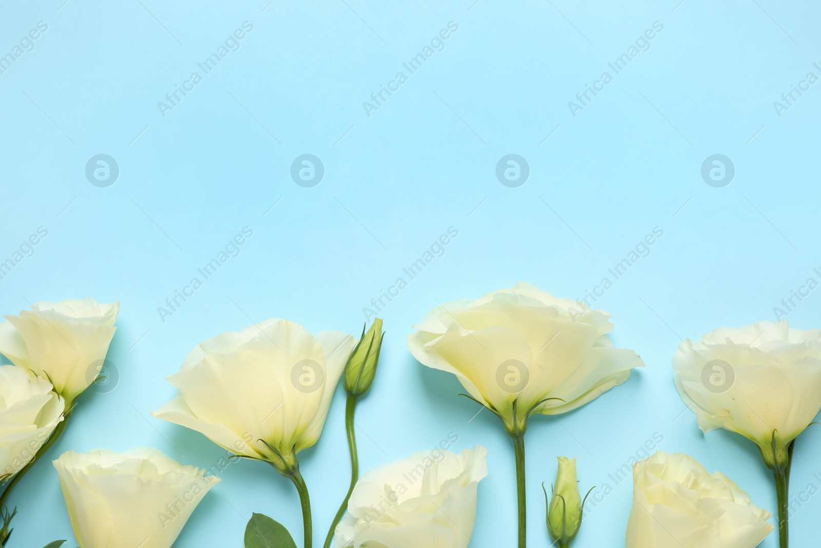 Photo of Beautiful Eustoma flowers on light blue background, flat lay. Space for text