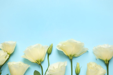 Photo of Beautiful Eustoma flowers on light blue background, flat lay. Space for text