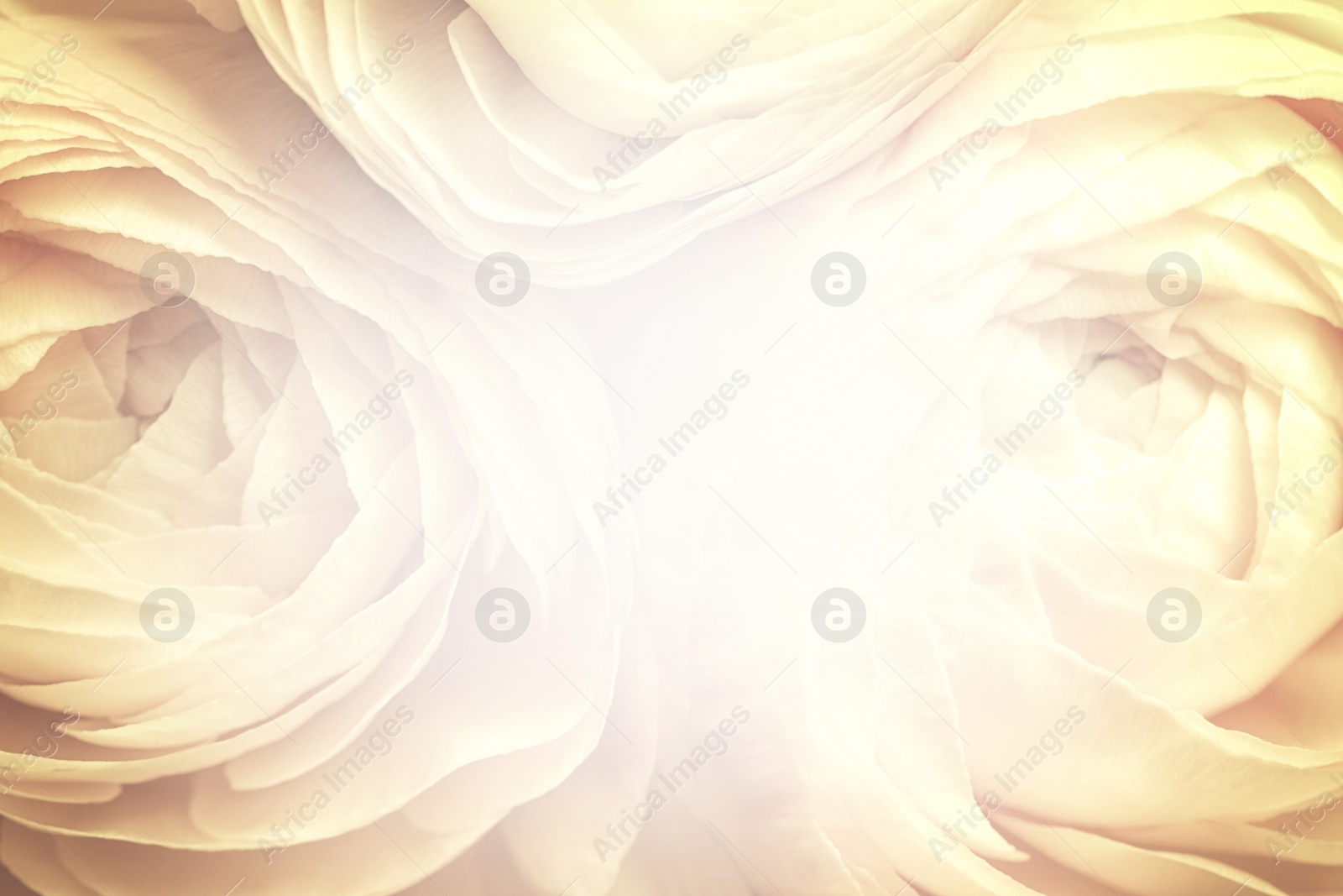 Image of Beautiful delicate bouquet, closeup. Floral decor in vintage style 