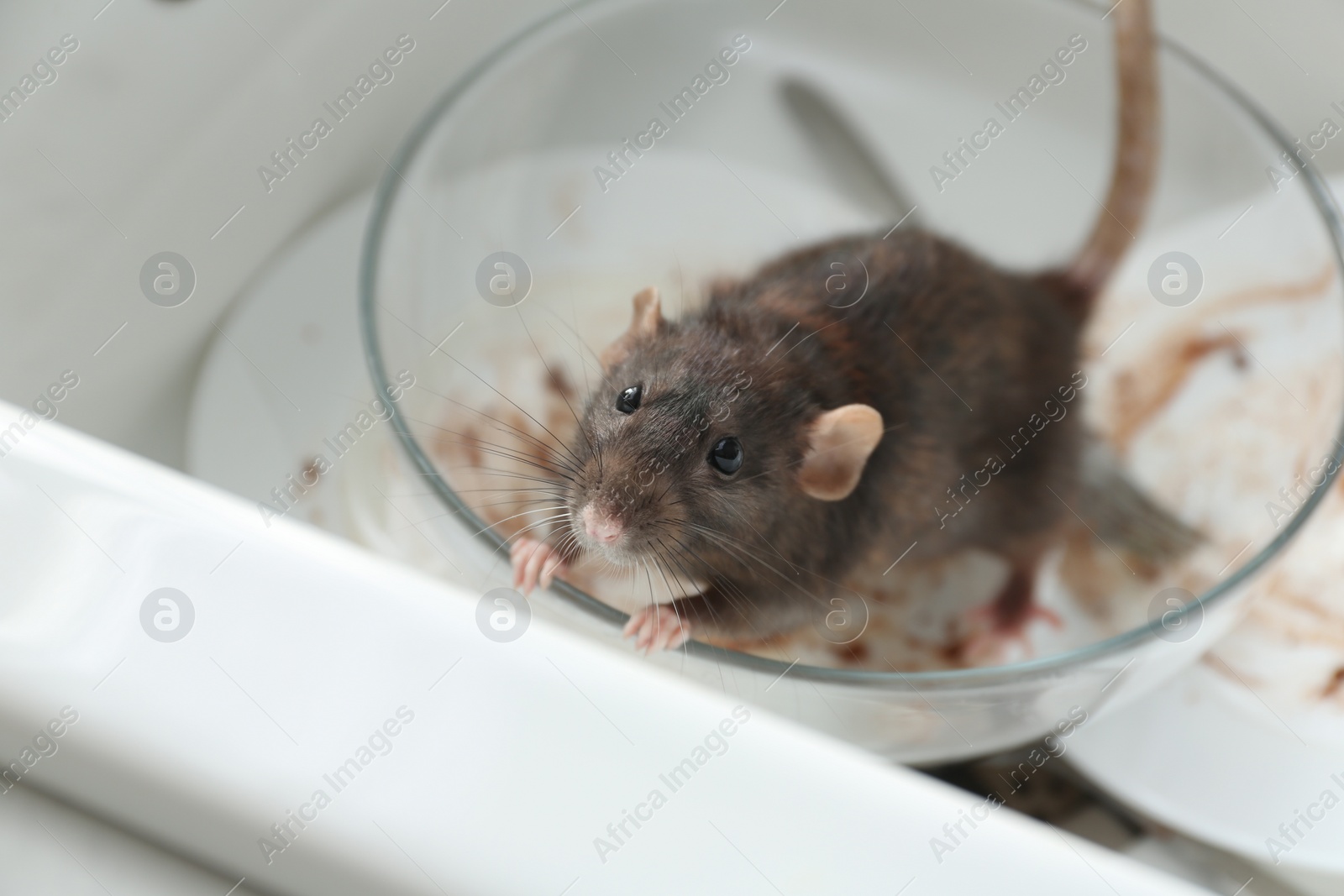 Photo of Rat and dirty dishes in kitchen sink. Pest control