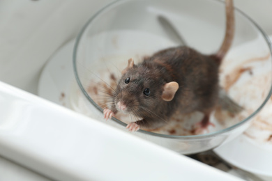Photo of Rat and dirty dishes in kitchen sink. Pest control
