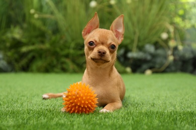 Photo of Cute Chihuahua puppy with toy on green grass outdoors. Baby animal