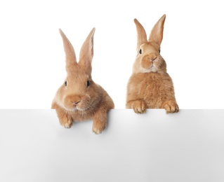 Photo of Cute bunnies isolated on white. Easter symbol