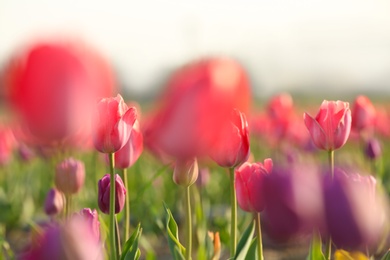 Photo of Field with fresh beautiful tulips. Blooming flowers