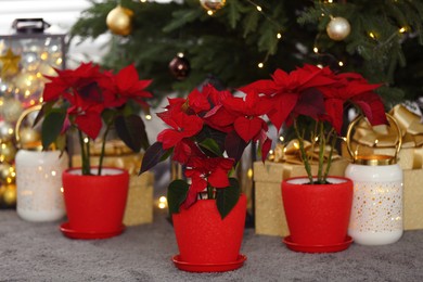 Photo of Potted poinsettias, burning candles and festive decor near tree on floor in room. Christmas traditional flower