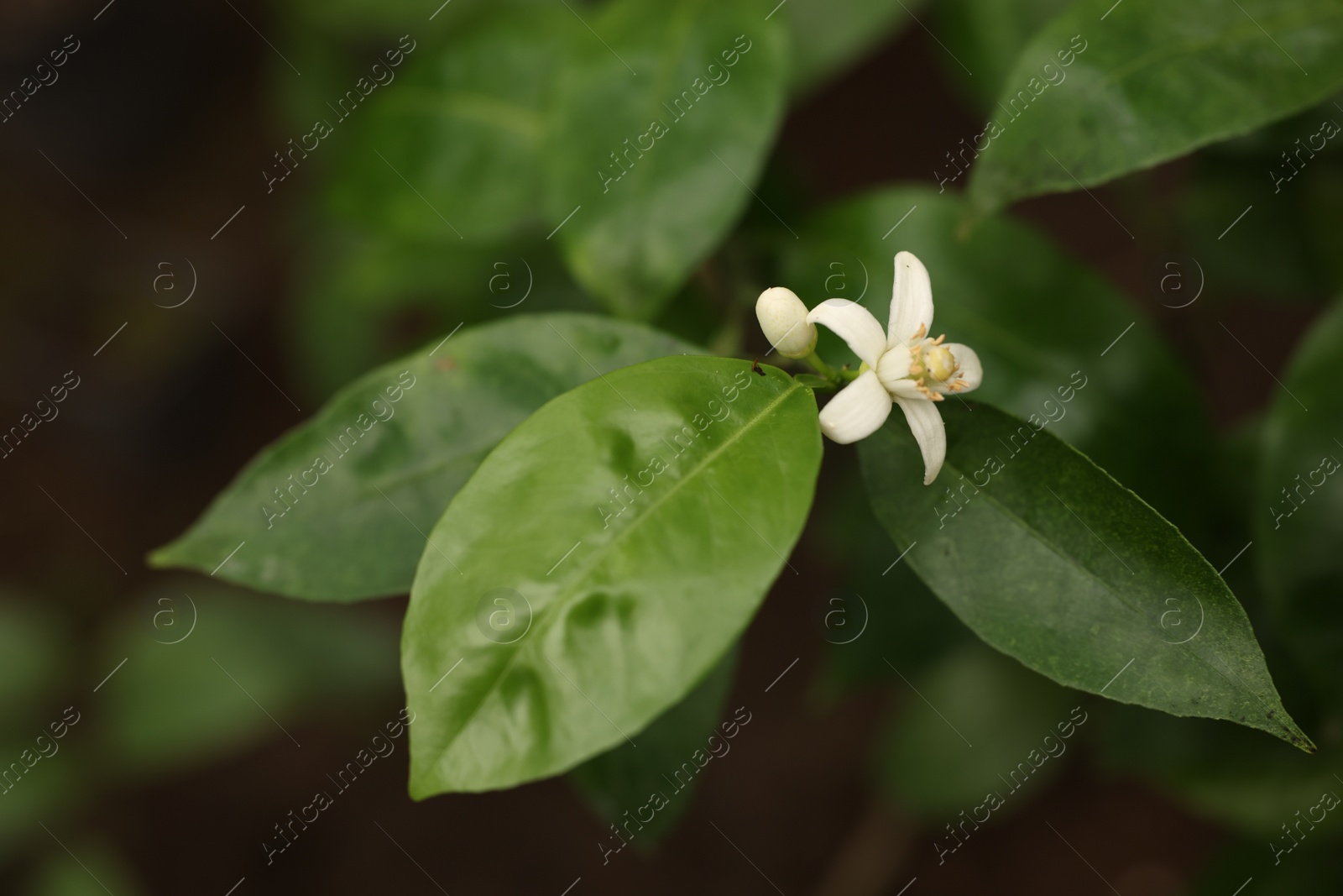 Photo of Blossoming tangerine tree in greenhouse, closeup view