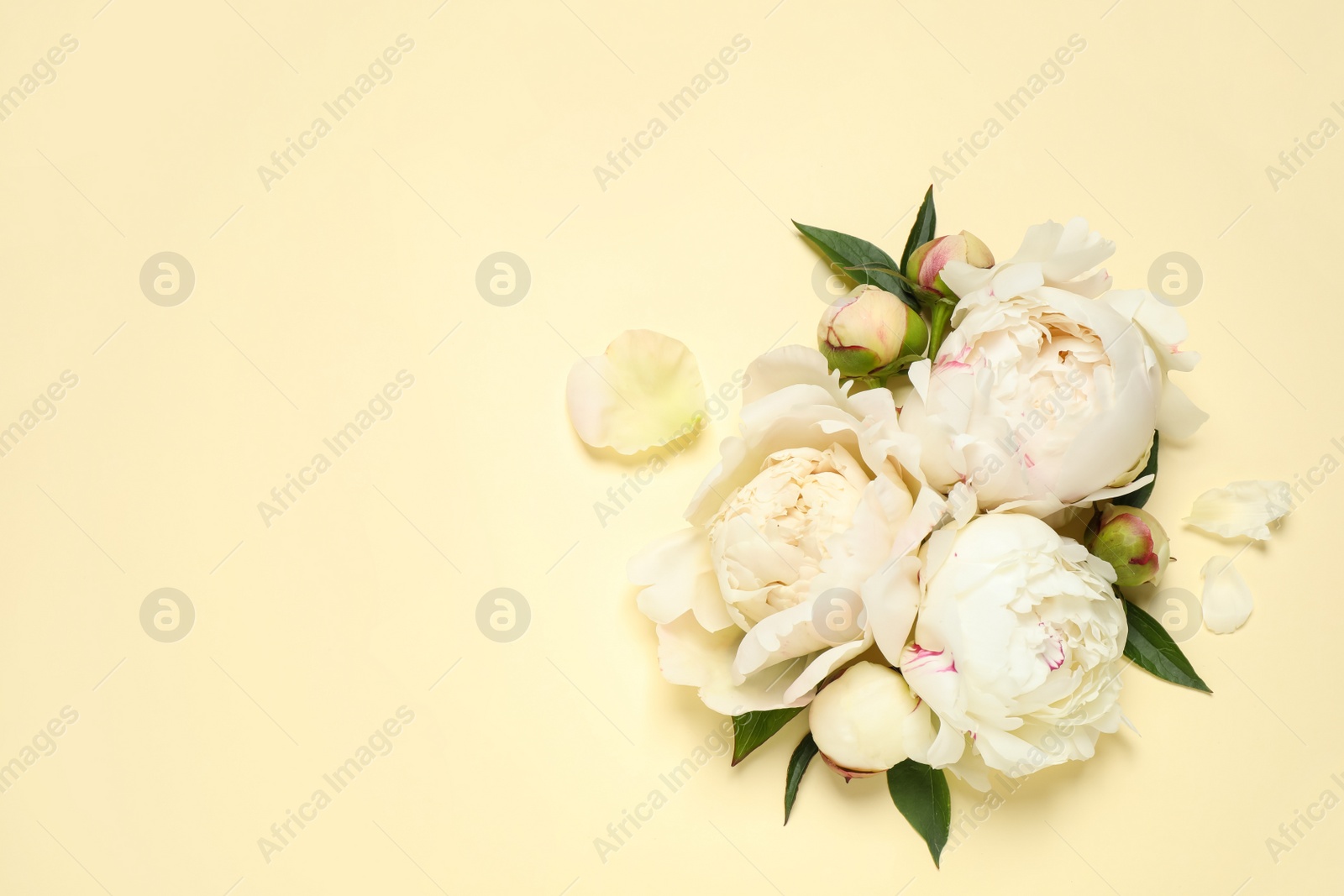 Photo of Beautiful white peonies on beige background, flat lay. Space for text