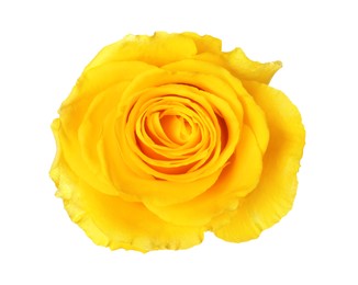 One beautiful yellow rose isolated on white