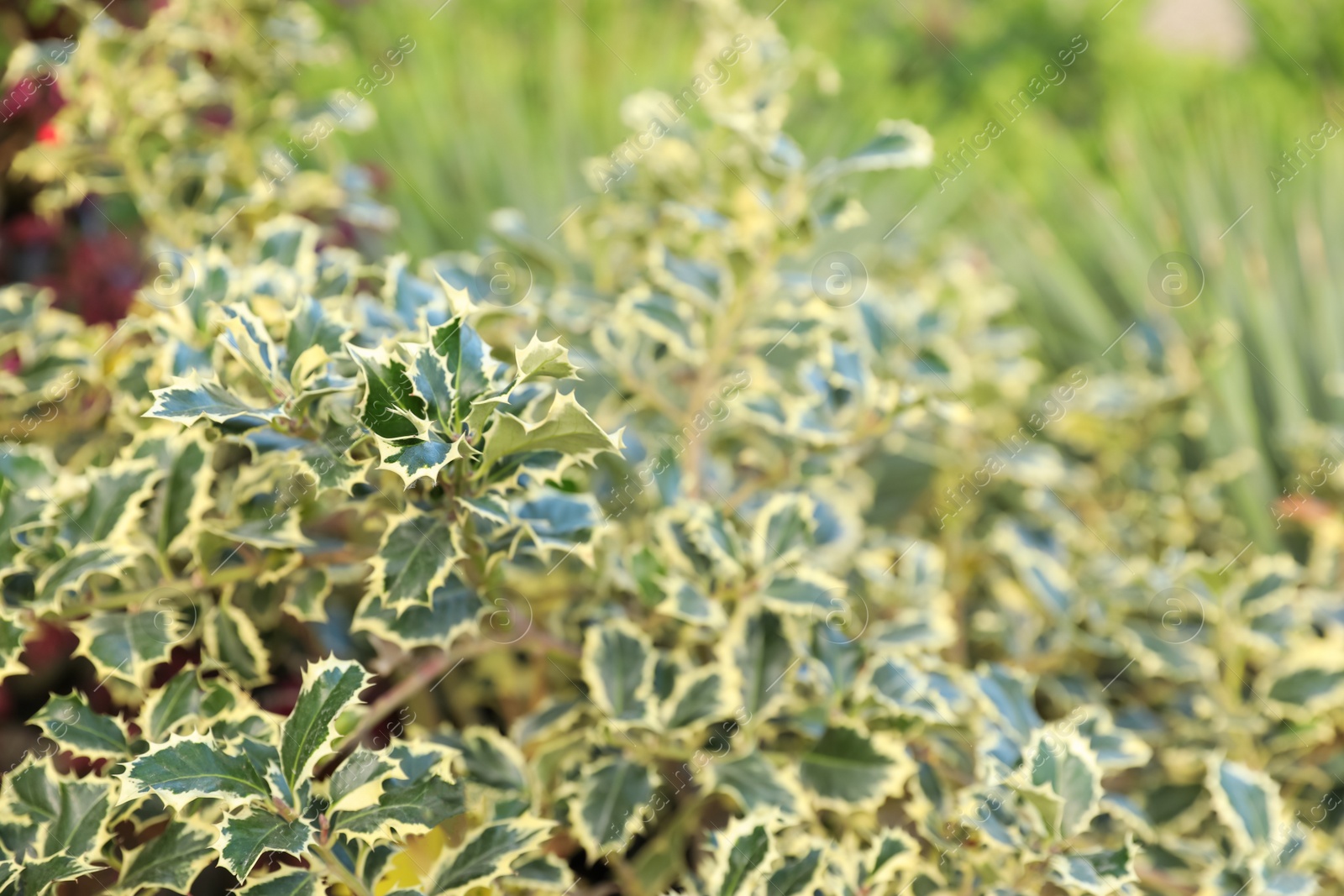 Photo of Beautiful European holly plant on blurred background, closeup. Space for text