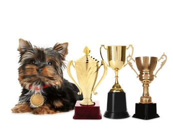 Cute Yorkshire terrier with gold medal and trophy cups on white background