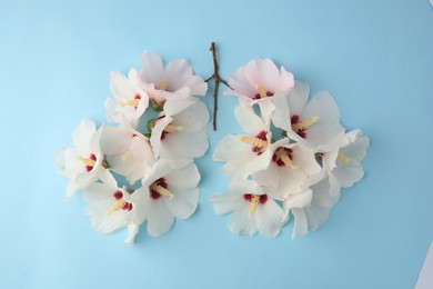 Human lungs made of white flowers on light blue background, flat lay
