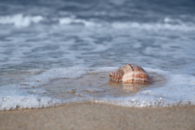 Photo of Shell on sand at sea shore. Summertime