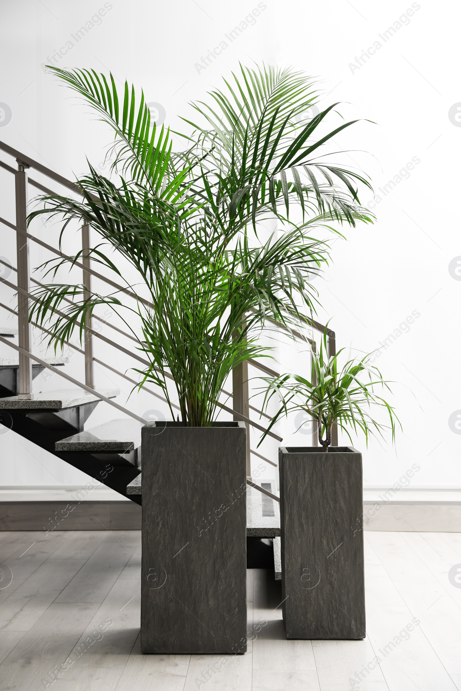 Photo of Beautiful tropical plants near stair indoors. Element of interior design