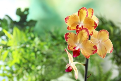 Beautiful tropical orchid flowers on blurred background. Space for text