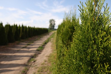 Photo of View of pathway and bushes under beautiful sky on sunny day, selective focus. Space for text