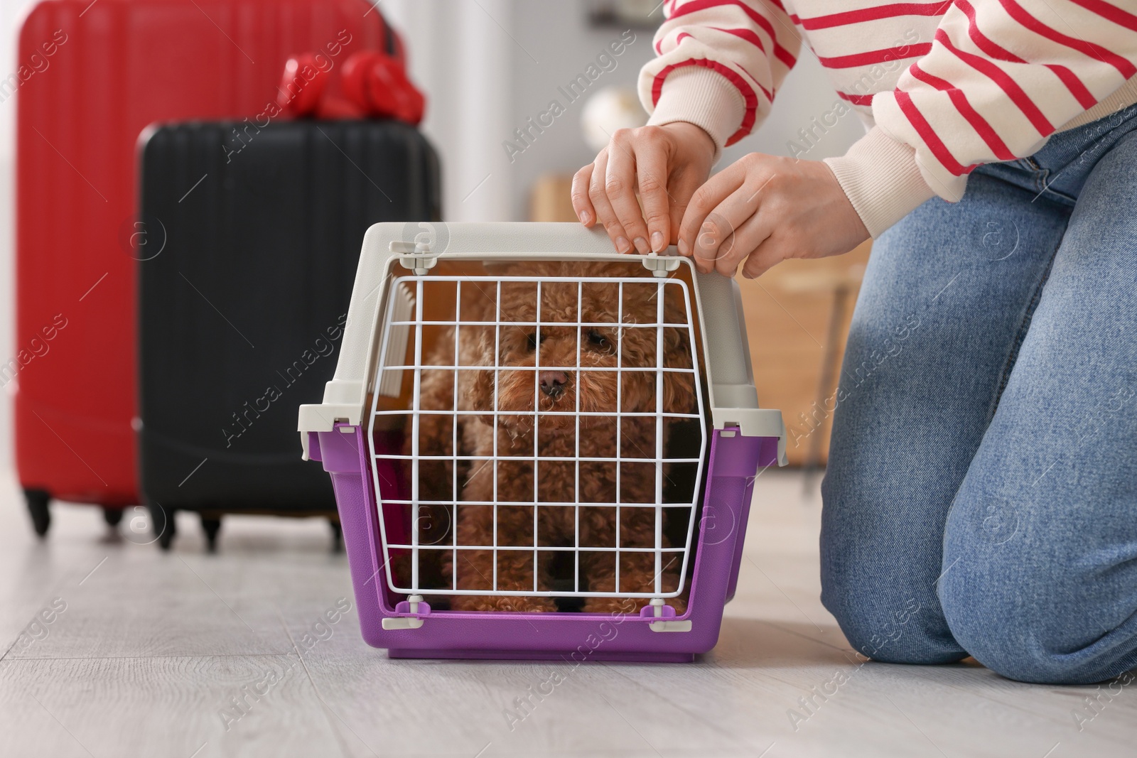 Photo of Woman closing carrier with her pet before travelling indoors, closeup