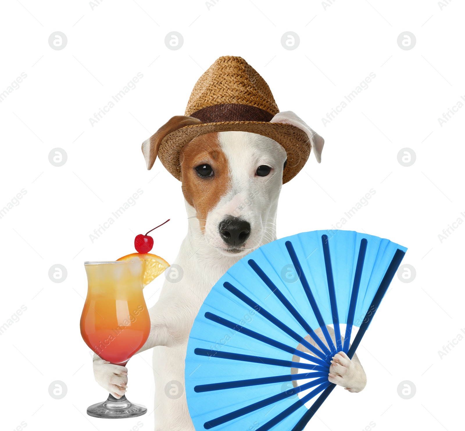 Image of Cute dog in hat with cocktail and fan on white background. Summer party