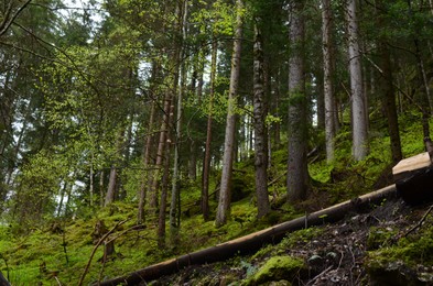 Photo of Picturesque view of many trees and moss on ground in forest