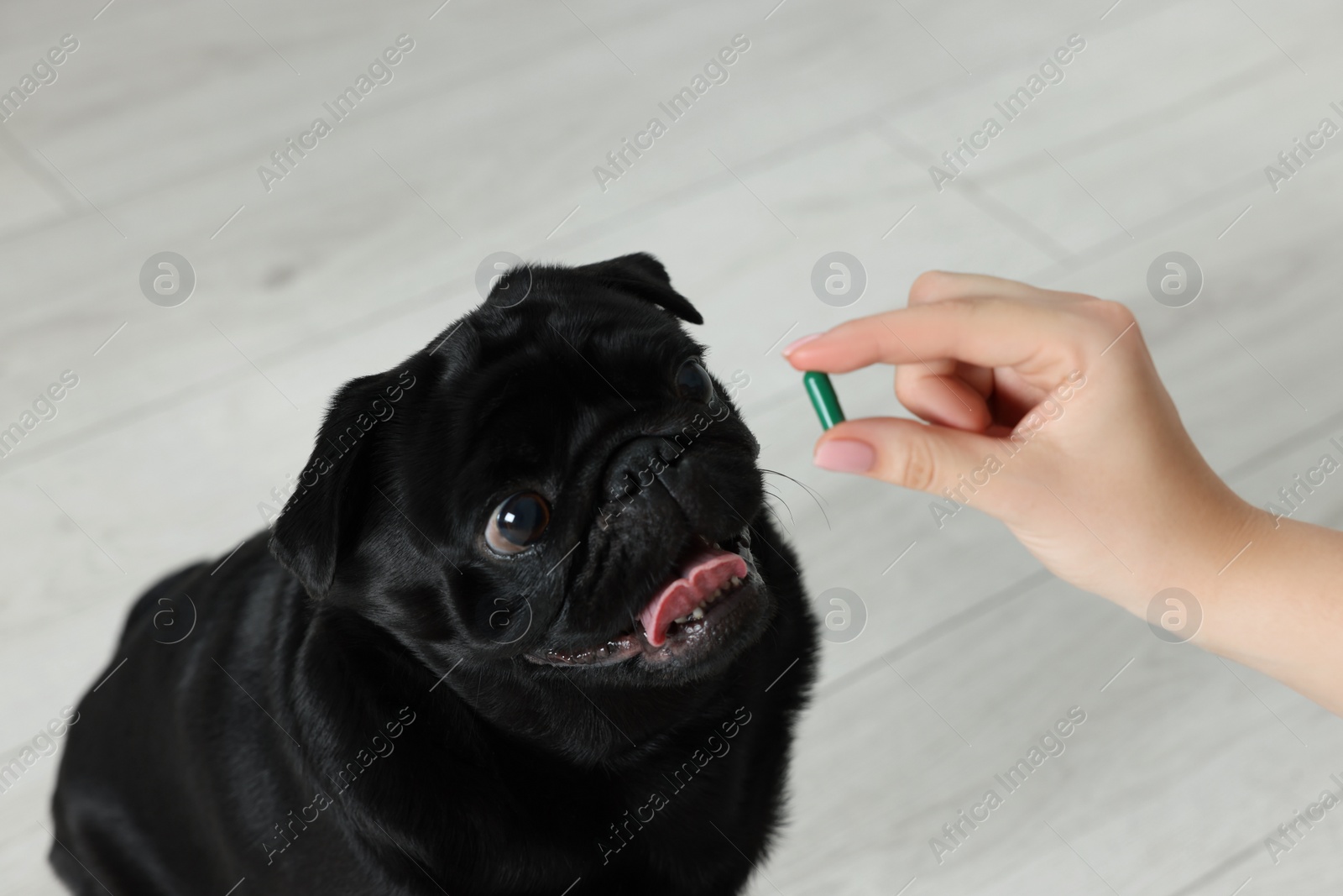 Photo of Woman giving pill to cute Pug dog in room, closeup