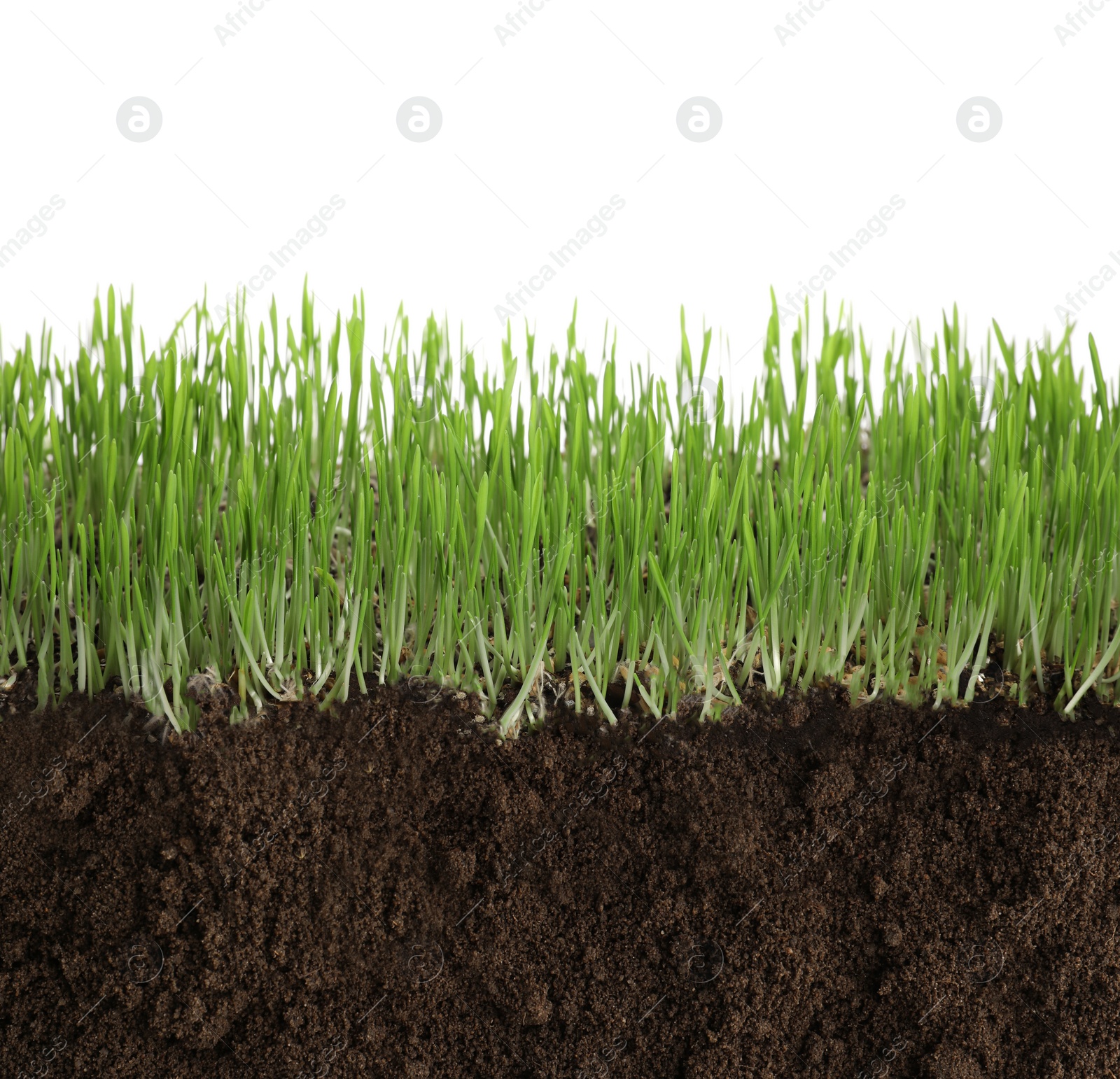 Image of Soil with lush green grass on white background