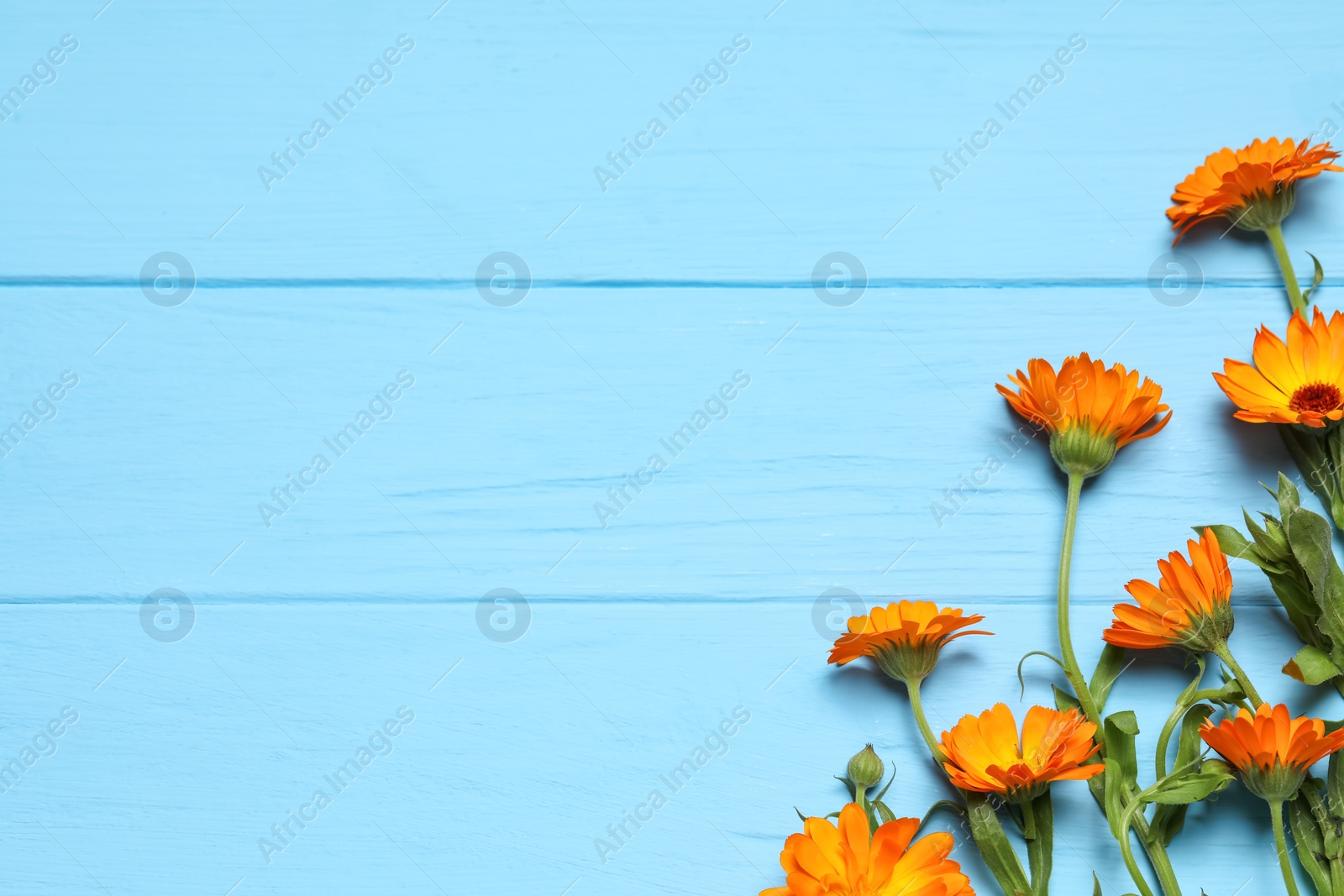 Photo of Beautiful fresh calendula flowers on light blue wooden table, flat lay. Space for text