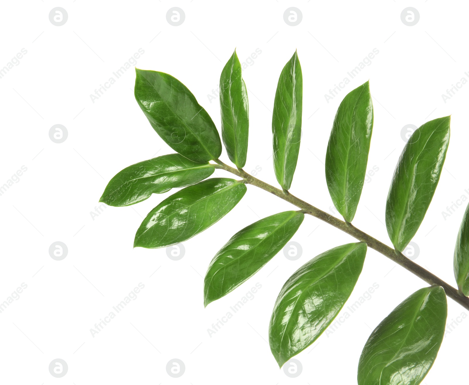 Photo of Branch with fresh green Zamioculcas zamiifolia leaves on white background