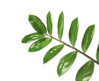 Photo of Branch with fresh green Zamioculcas zamiifolia leaves on white background