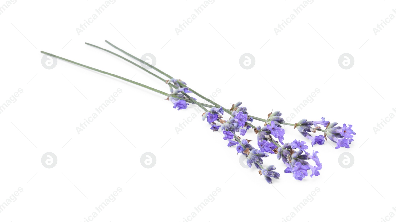 Photo of Beautiful aromatic lavender flowers isolated on white