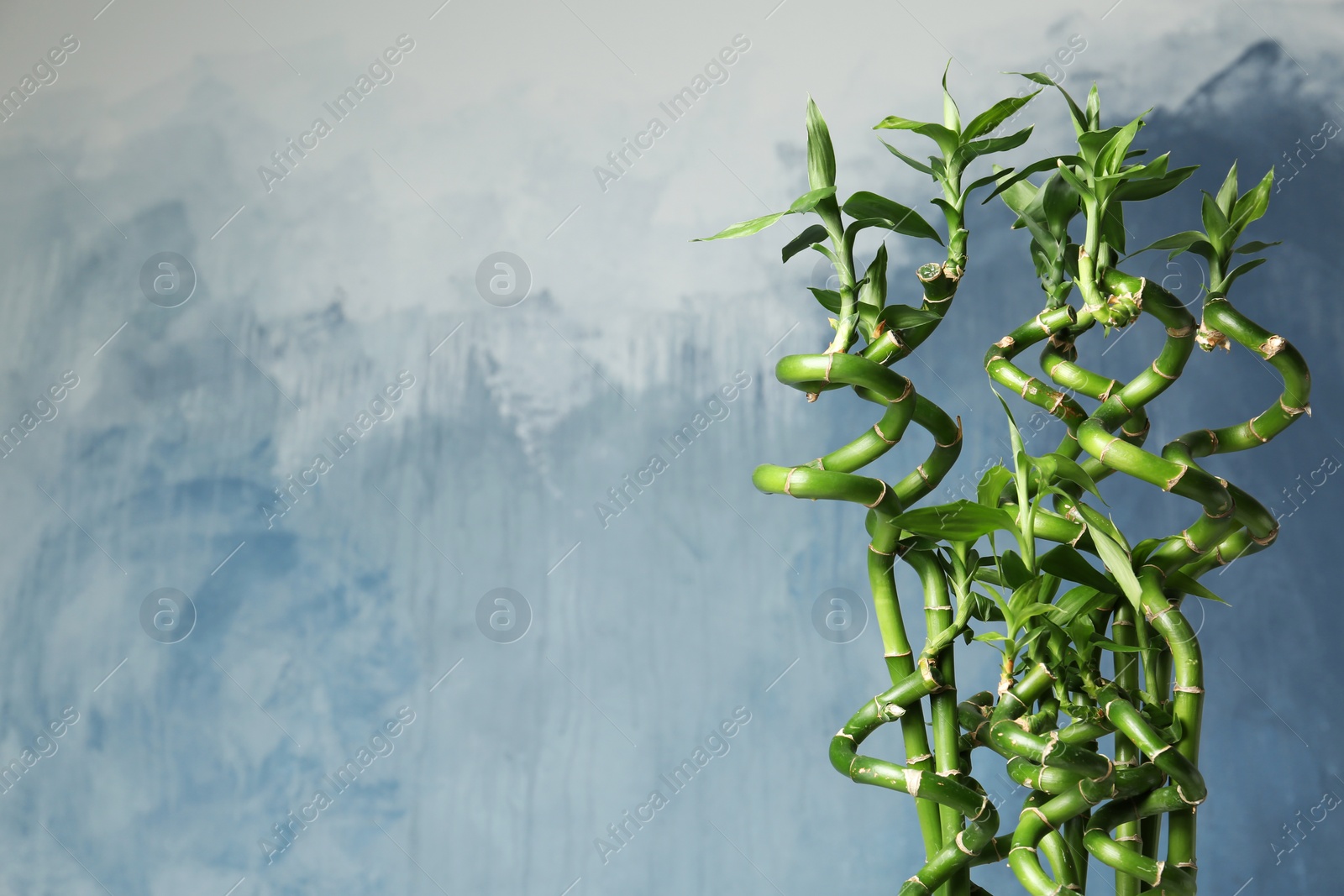 Photo of Green bamboo plant on color background. Space for text
