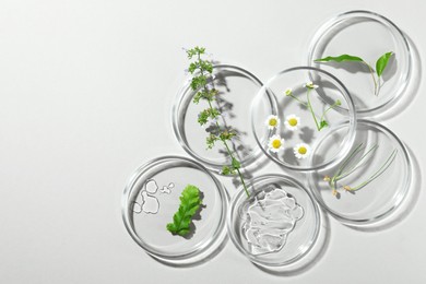 Photo of Flat lay composition with Petri dishes and plants on light grey background. Space for text