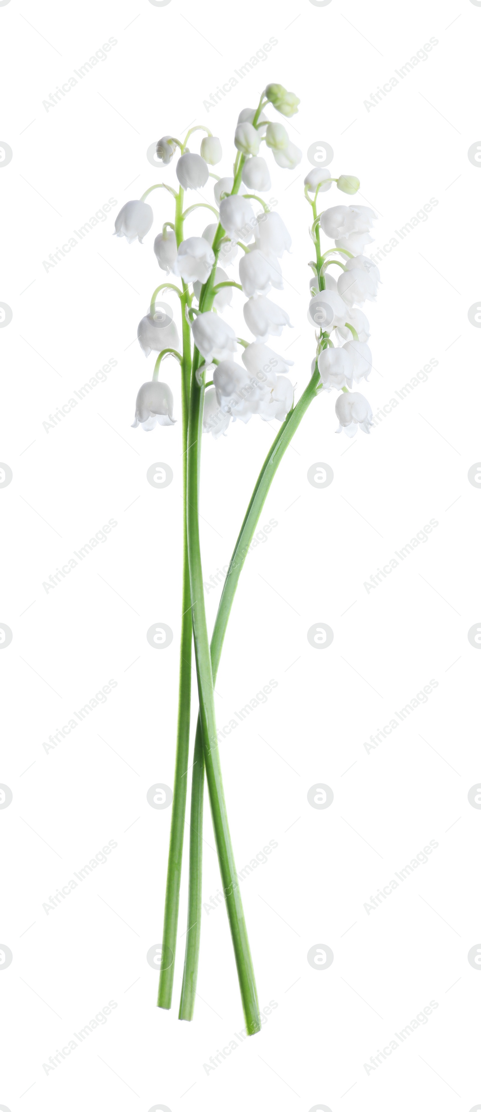 Photo of Beautiful lily of the valley flowers isolated on white