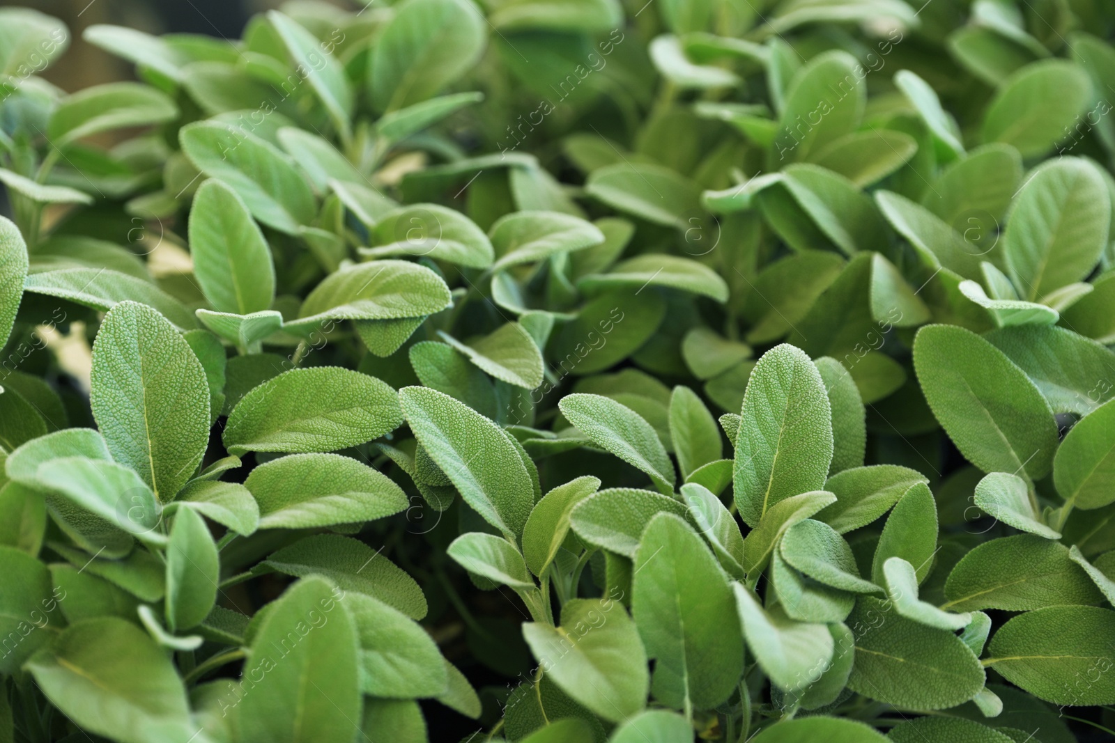 Photo of Closeup view of sage plants as background