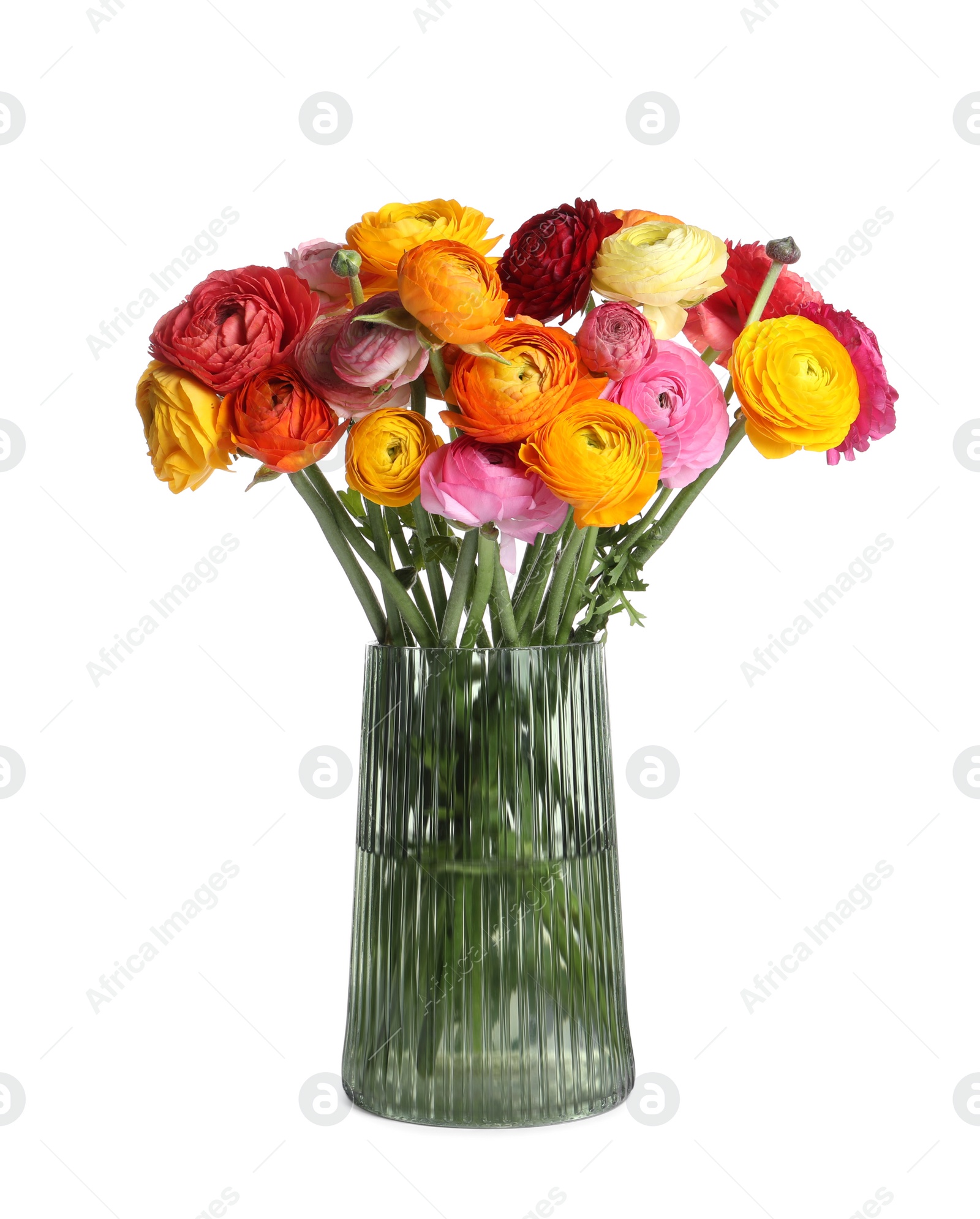 Photo of Beautiful fresh ranunculus flowers in vase on white background