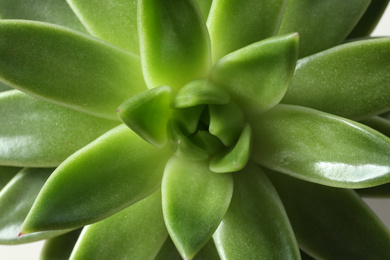 Photo of Beautiful echeveria as background, closeup. Succulent plant