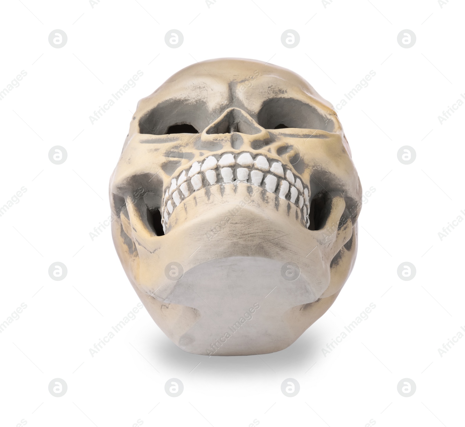 Photo of Human skull with teeth isolated on white