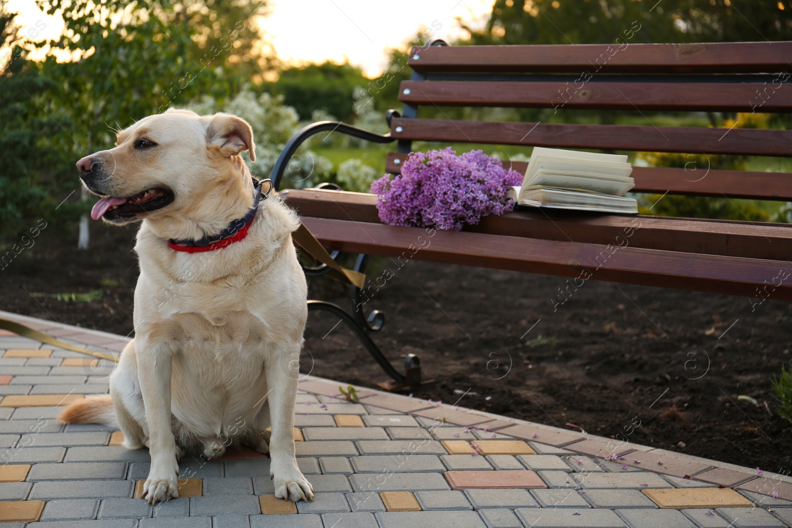 Photo of Cute dog sitting near bench with lilac and book in park