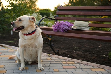 Cute dog sitting near bench with lilac and book in park