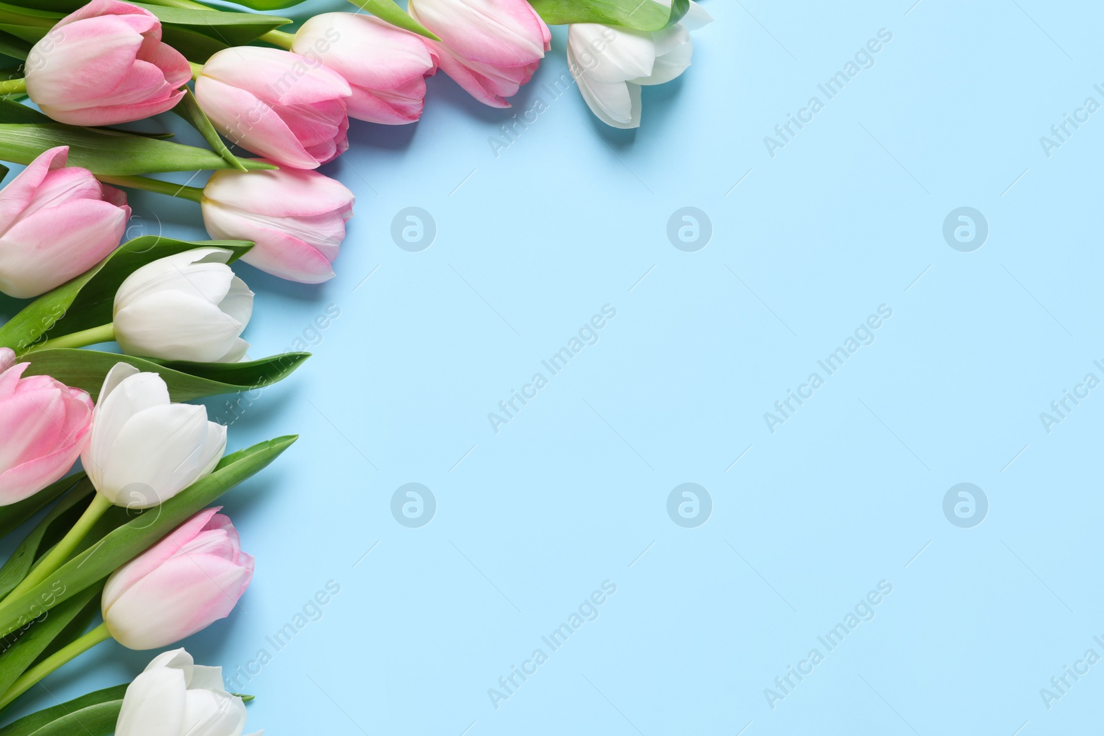 Photo of Beautiful pink spring tulips on light blue background, flat lay. Space for text