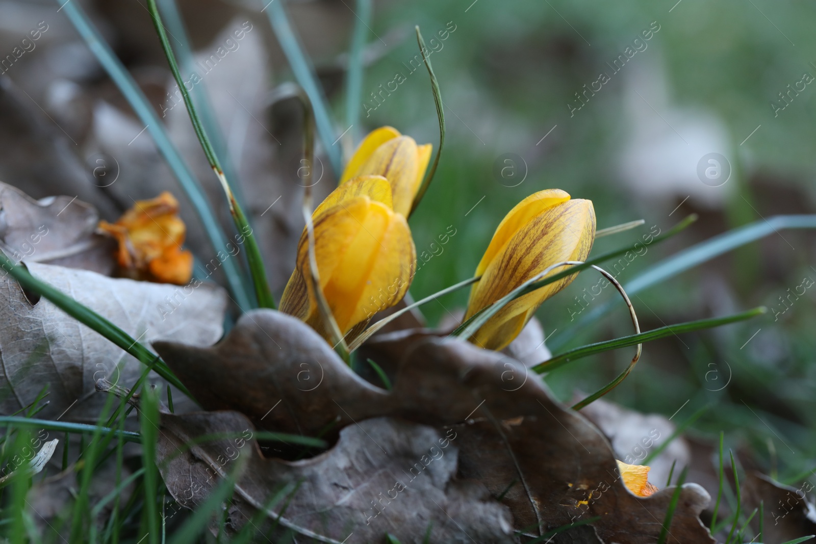 Photo of Beautiful yellow crocus flowers growing in grass outdoors, closeup