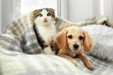 Photo of Adorable little kitten and puppy under plaid indoors