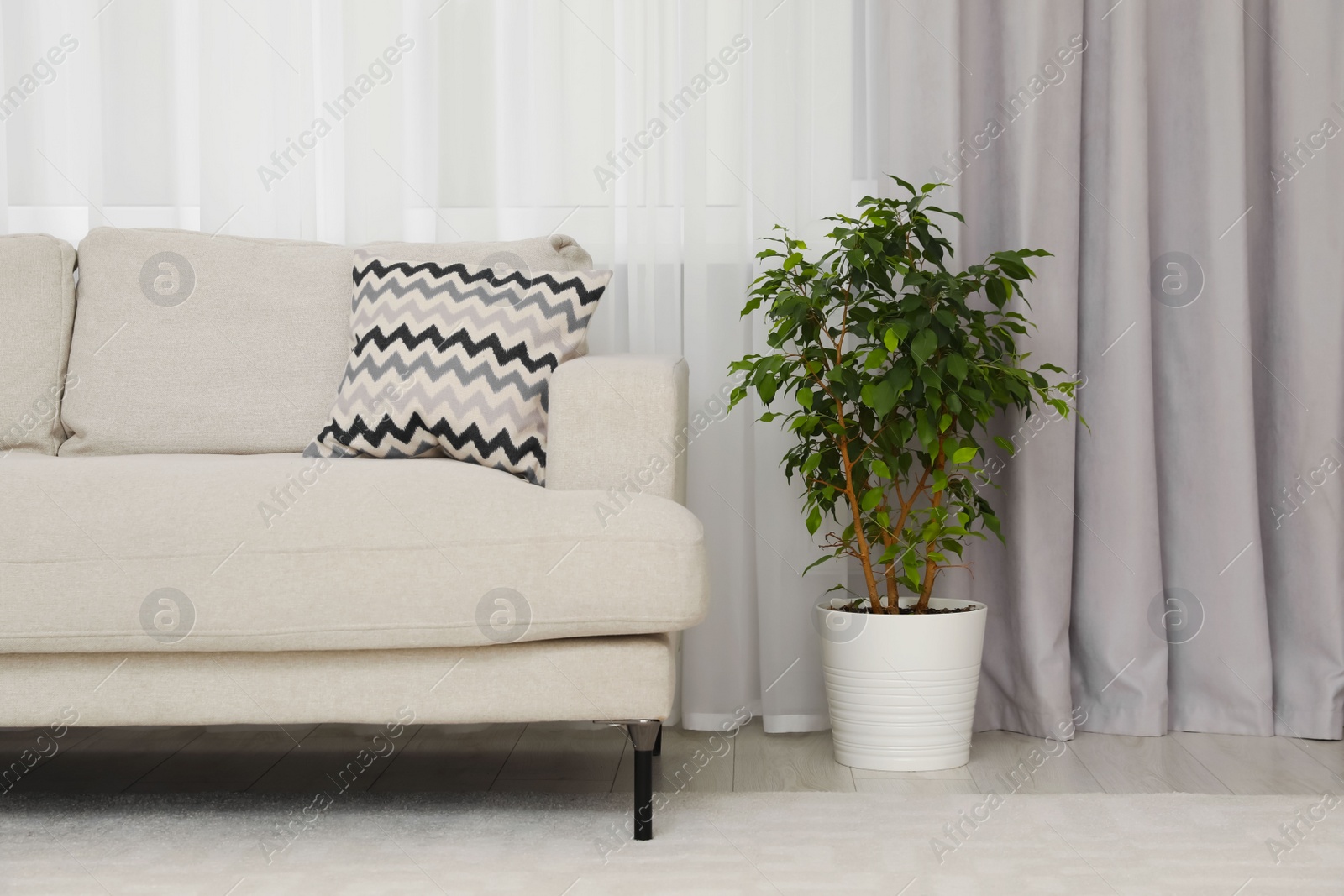 Photo of Living room with light gray window curtain, sofa and potted plant