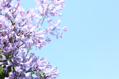 Photo of Closeup view of beautiful blooming lilac shrub outdoors