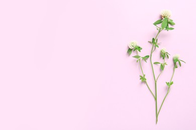 Beautiful blooming clover plant on pink background, top view. Space for text